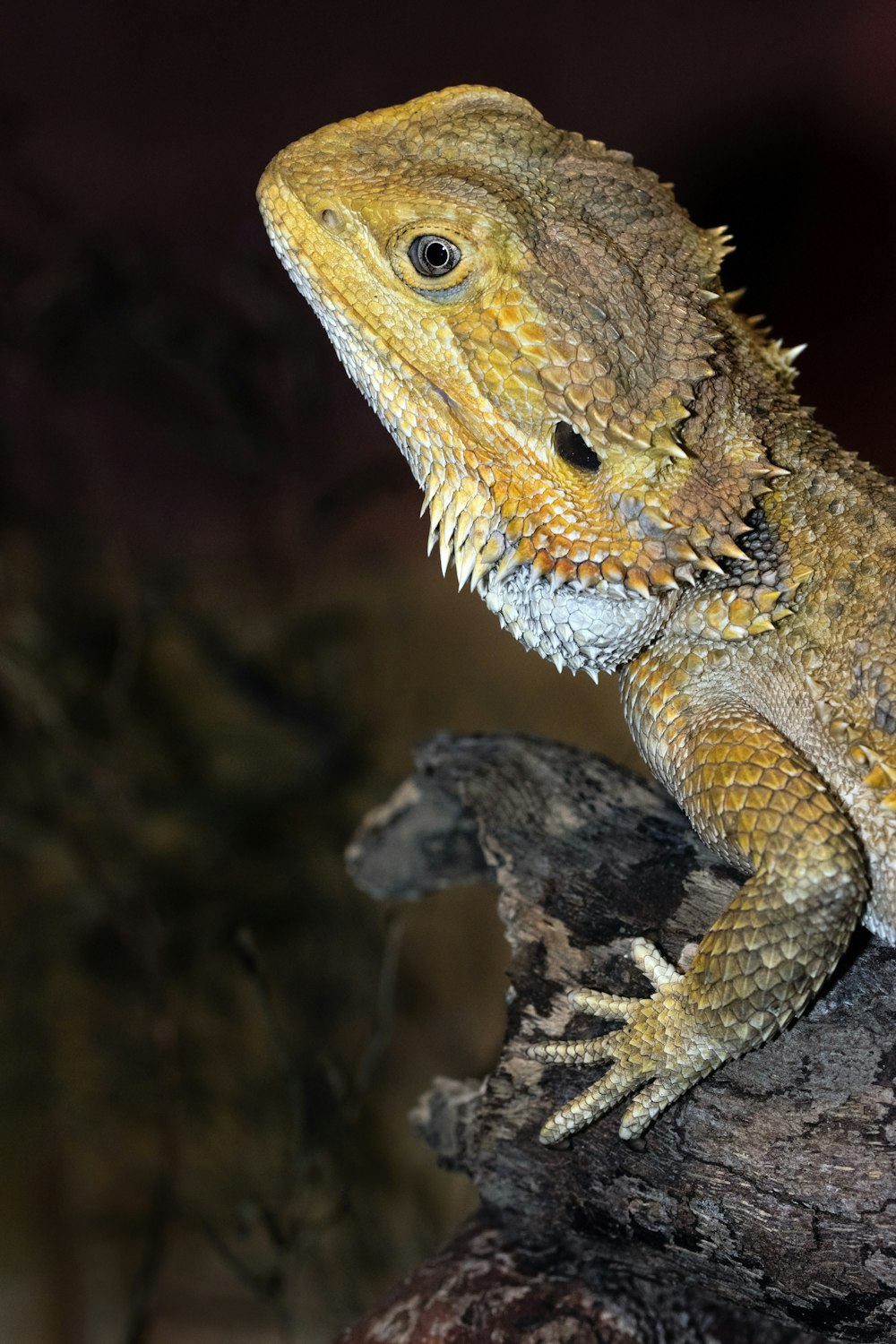 brown and white bearded dragon on brown tree branch