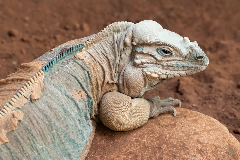 Iguana gris y azul sobre roca marrón