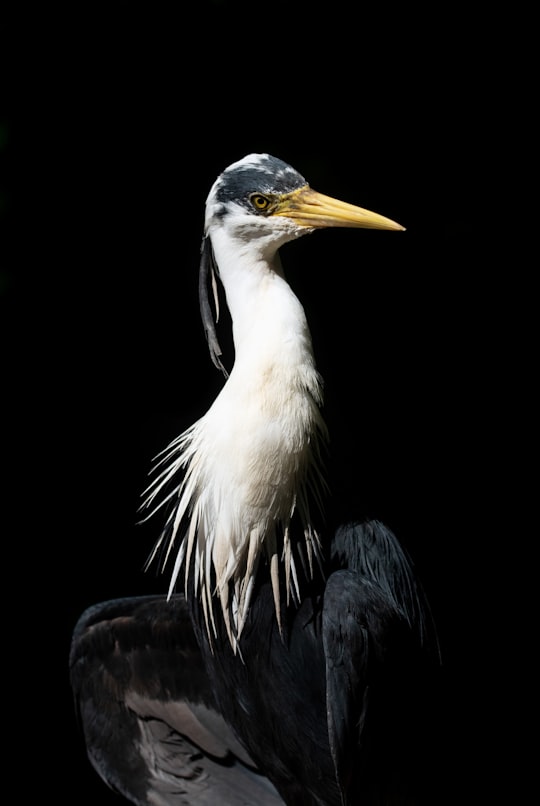 white and black bird in close up photography in Birdworld Kuranda Australia