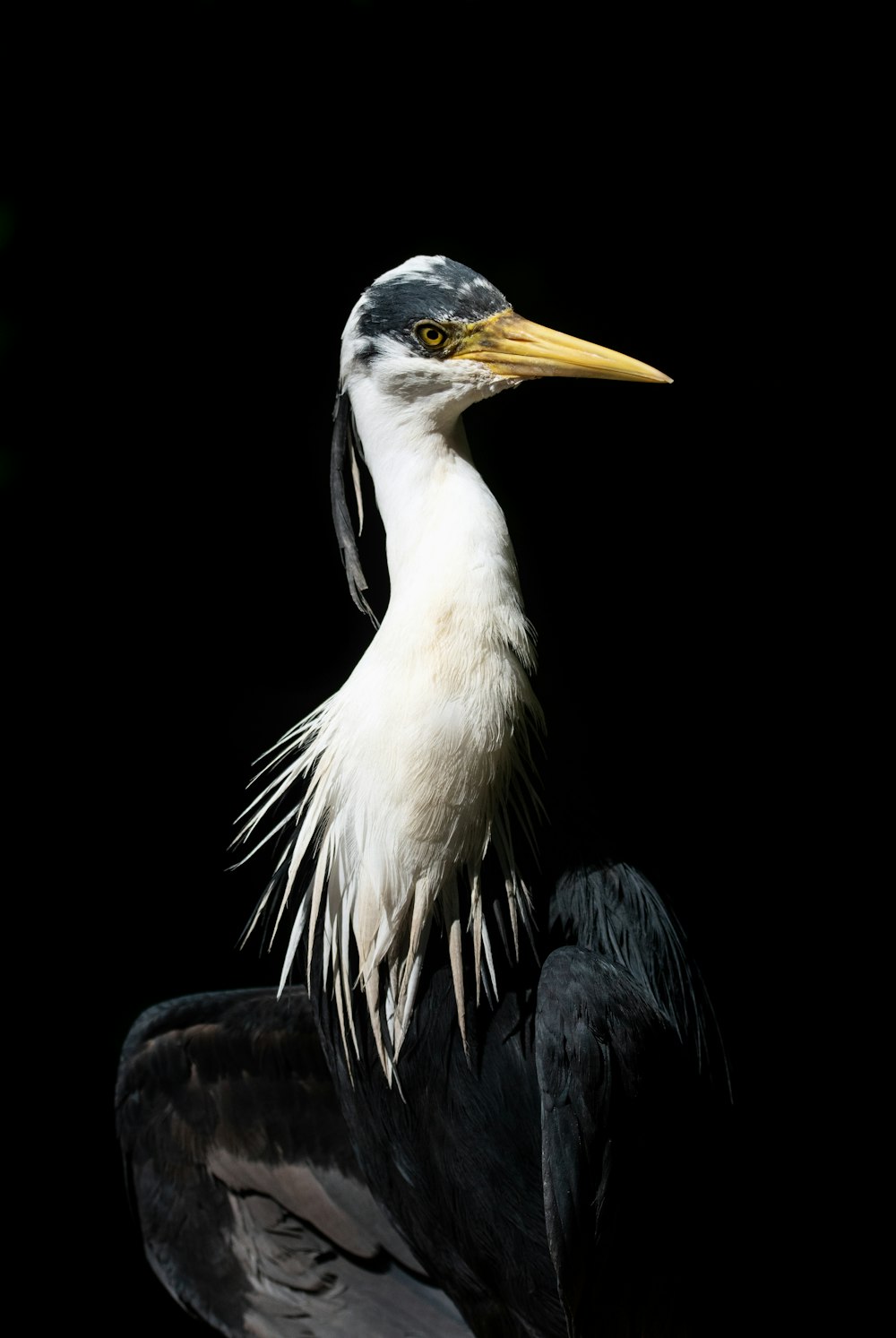 white and black bird in close up photography