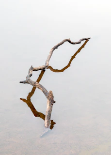 brown tree branch with white background