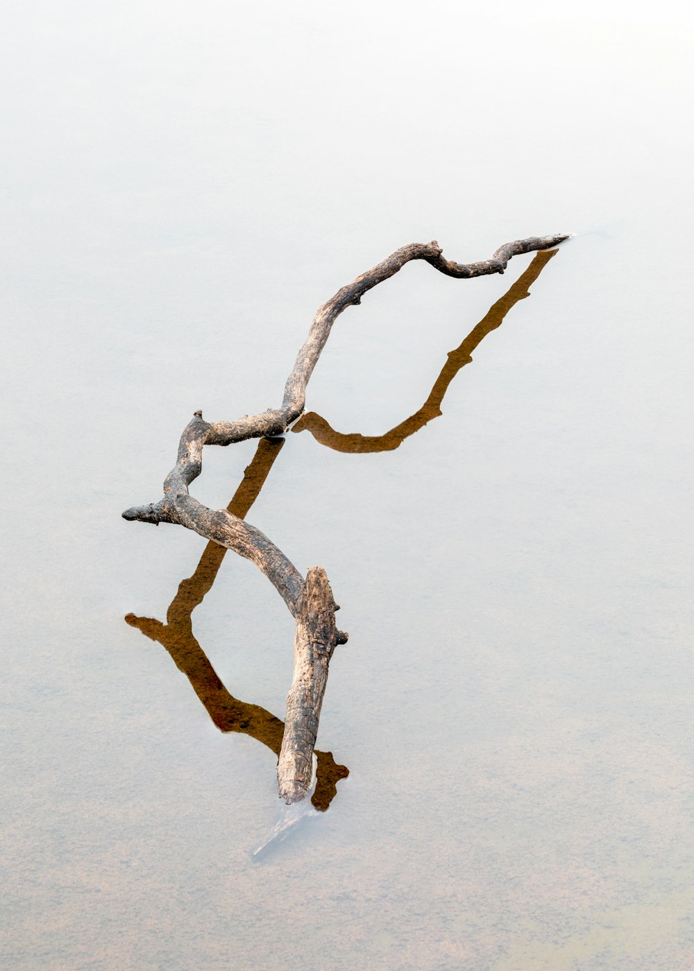 ramo d'albero marrone con sfondo bianco