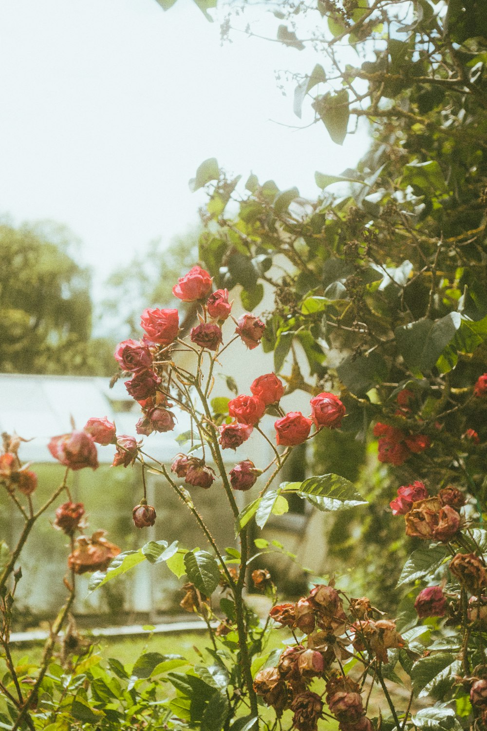 red flowers with green leaves during daytime