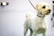 A small, light-colored dog with curly fur stands against a plain background. It has a freshly groomed appearance, wearing a black collar and leash.