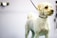 A small, light-colored dog with curly fur stands against a plain background. It has a freshly groomed appearance, wearing a black collar and leash.