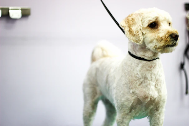 A neat, light-gray card featuring a stylish dog collar and leash set on a white background.