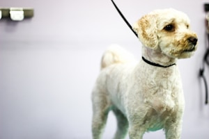 A small, light-colored dog with curly fur stands against a plain background. It has a freshly groomed appearance, wearing a black collar and leash.