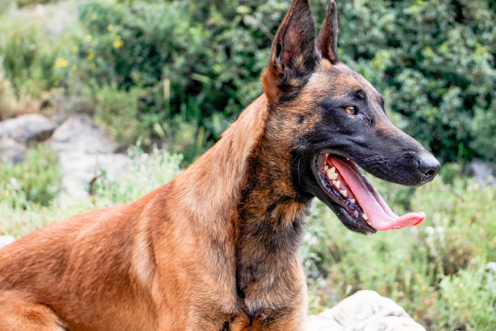 brown and black german shepherd