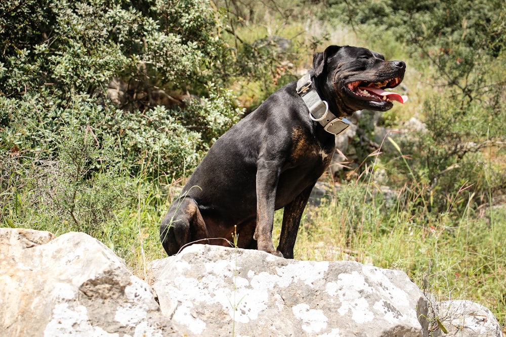 black short coat large dog on rock