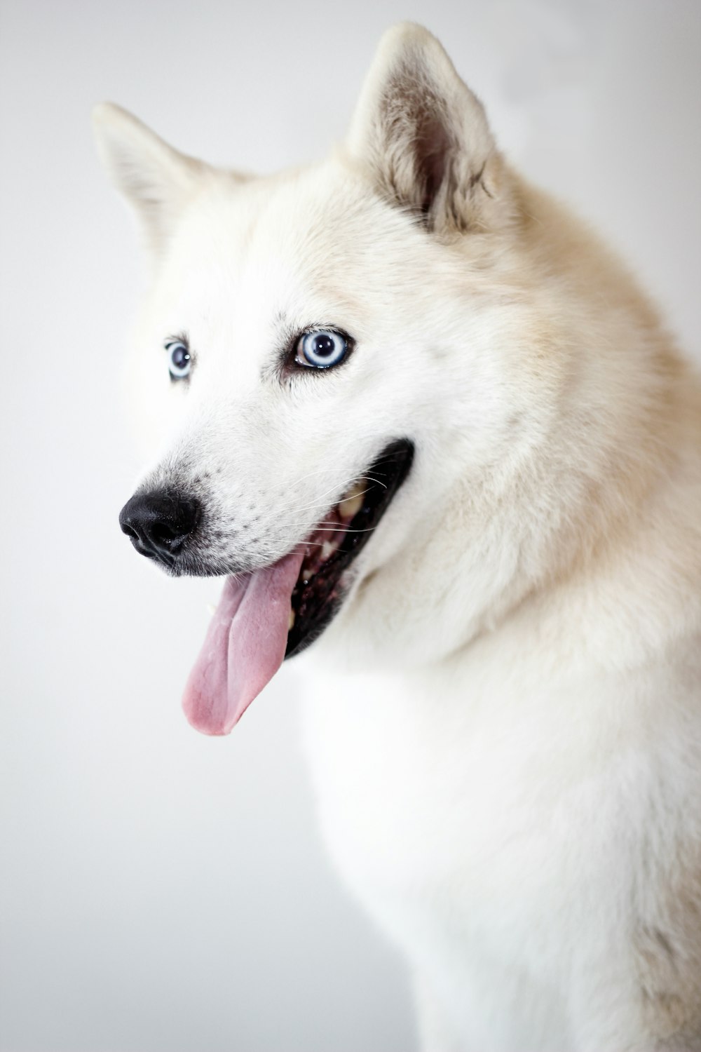 white and brown wolf with blue eyes