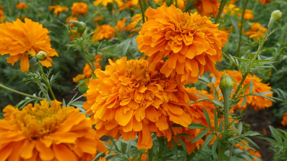 orange flower in bloom during daytime