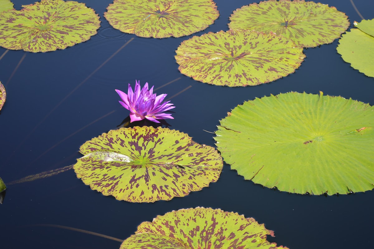 A water lily in bloom on a Bihar pond
