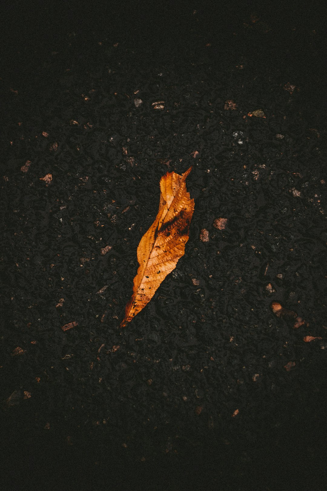 brown dried leaf on black sand