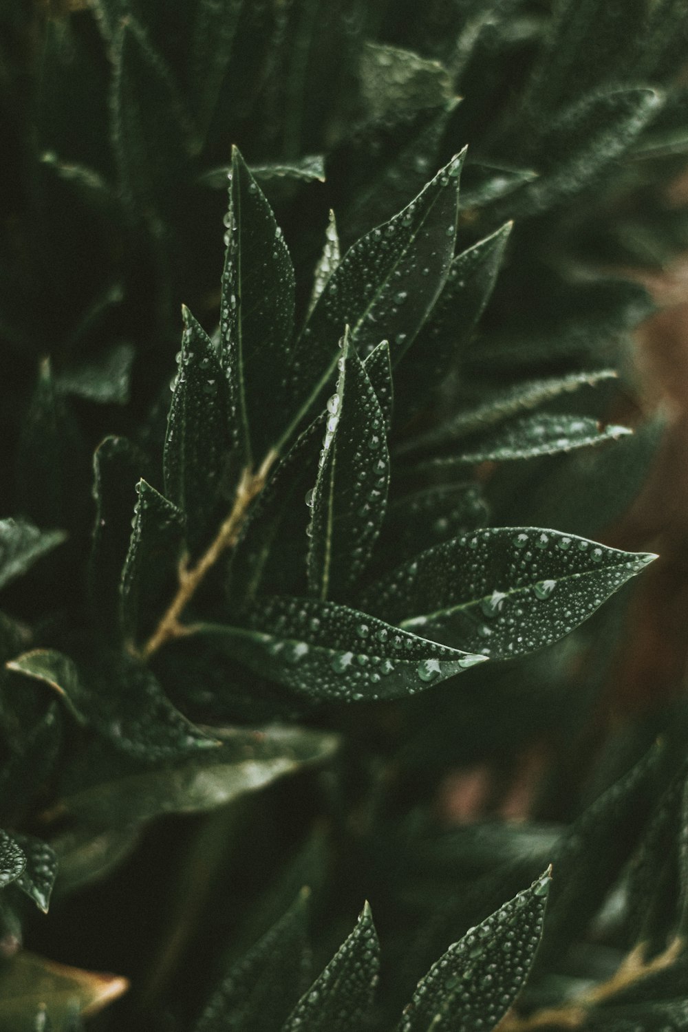 green leaves in close up photography