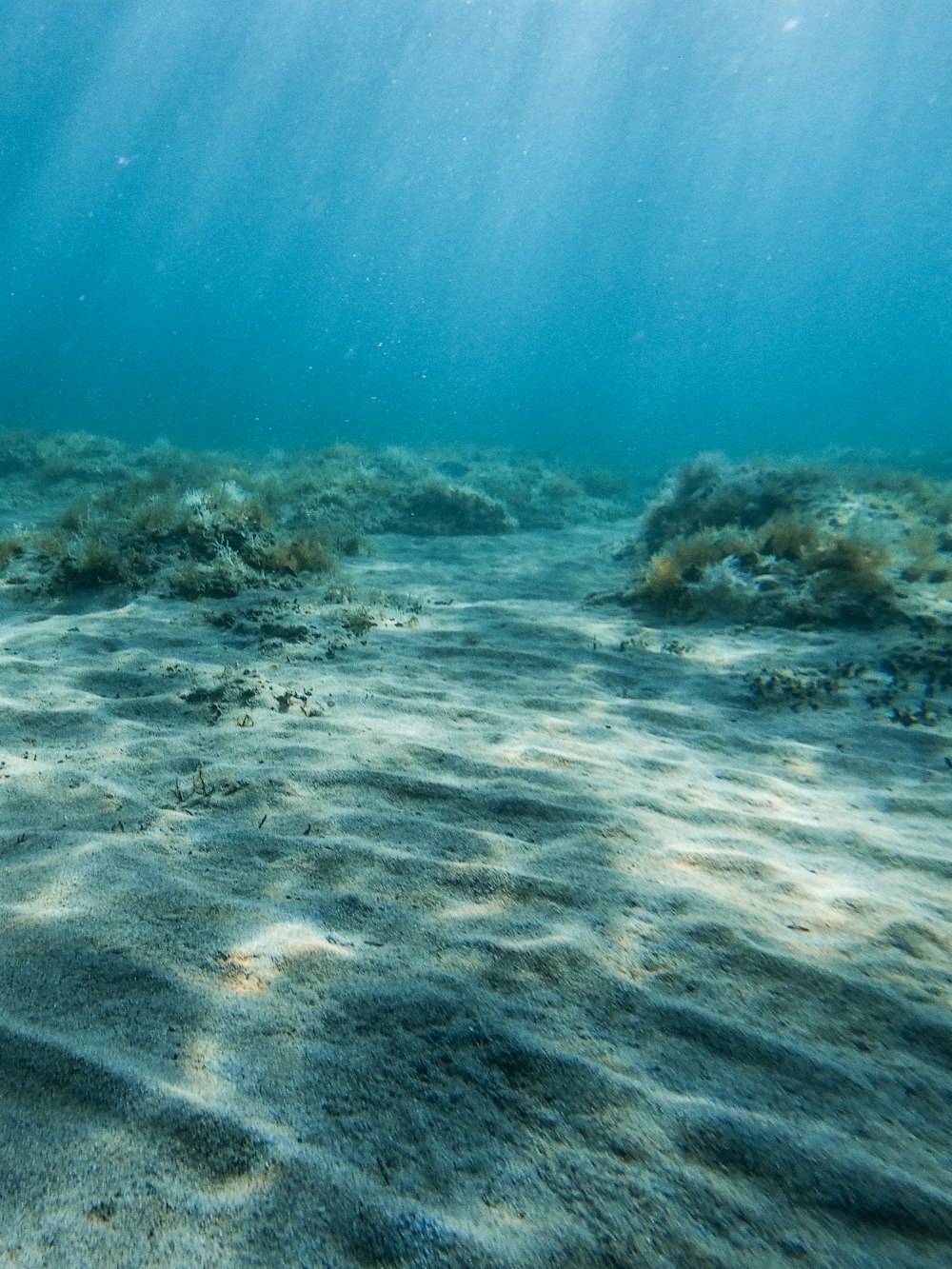 brown and gray coral reef