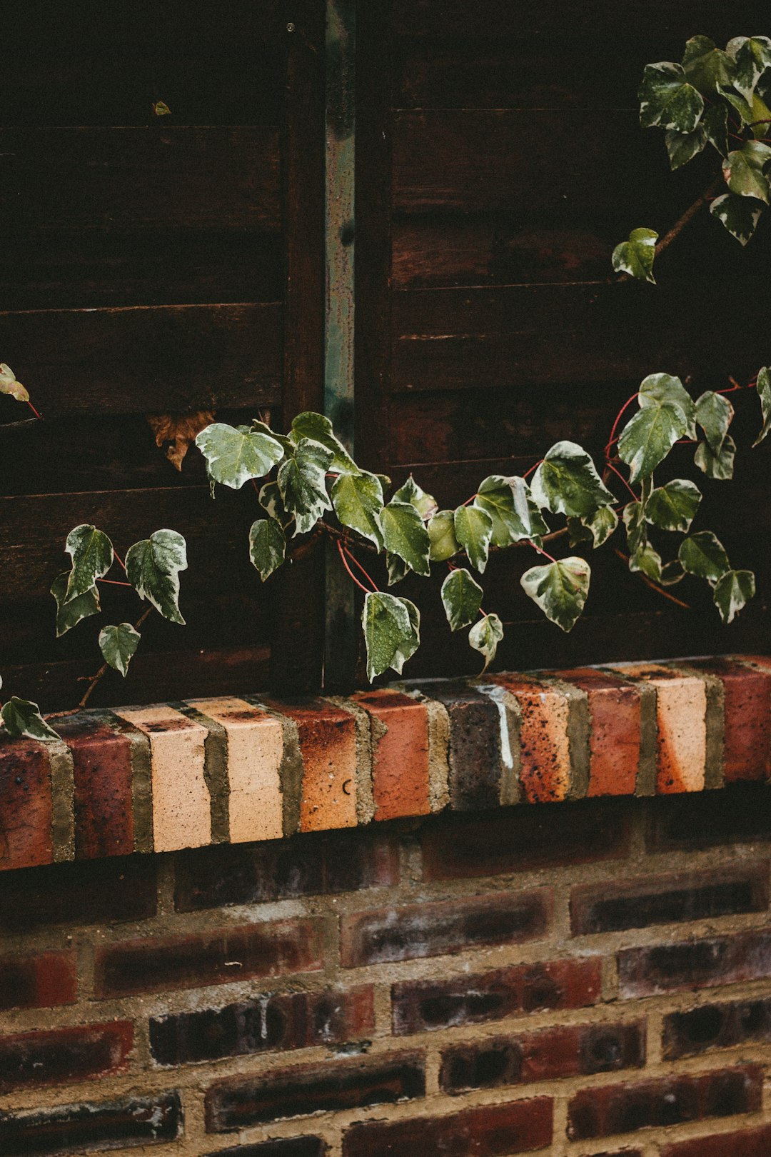 green plant on brown concrete brick