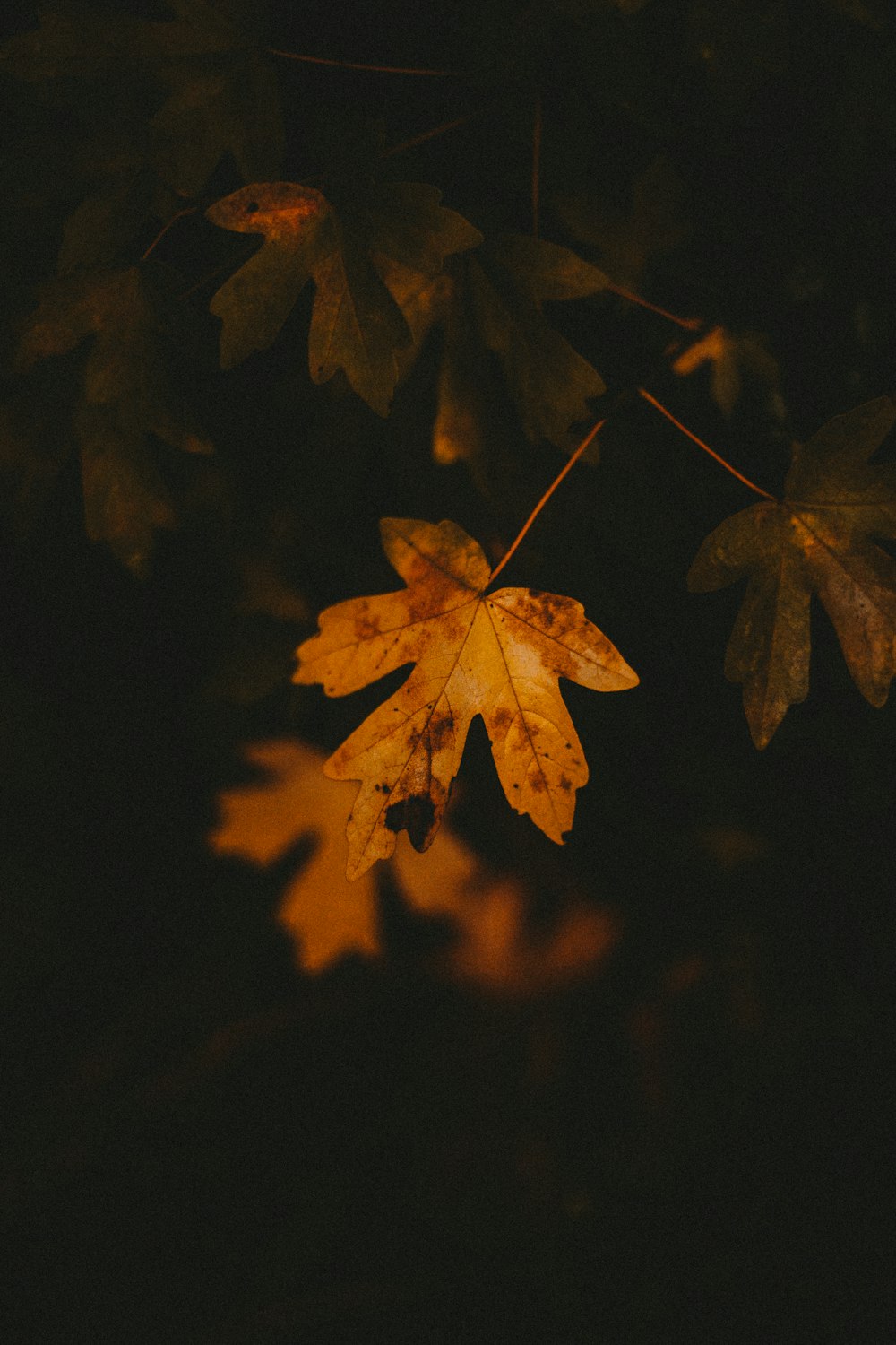 brown maple leaf in dark room