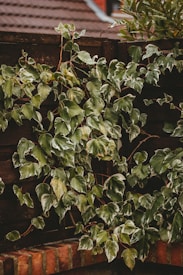 Lush green leaves with cream edges cover a wooden fence, with a few branches of different foliage peeking through in the background. The fence appears dark brown and contrasts with the vivid foliage. The texture of the leaves and the fence adds a rustic feel to the composition.