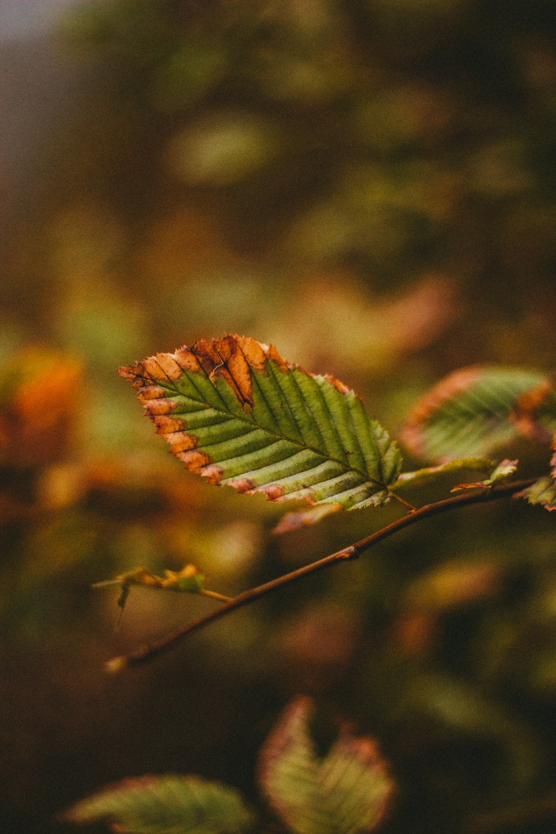 green and brown leaves in tilt shift lens
