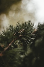 Close-up of pine needles with dew drops sparkling in the early sun.