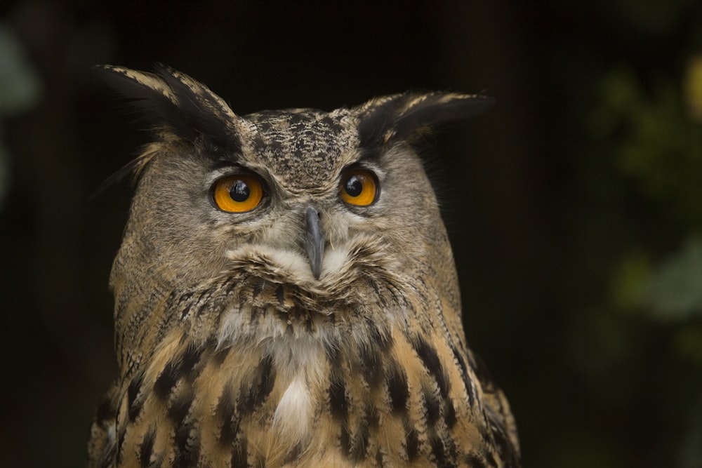 brown and black owl in close up photography