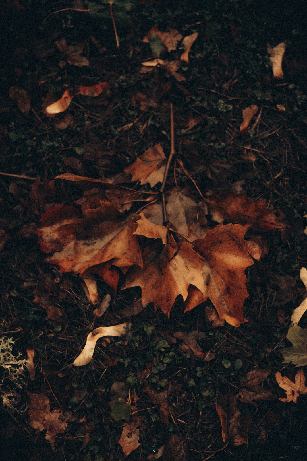 brown dried leaves on ground