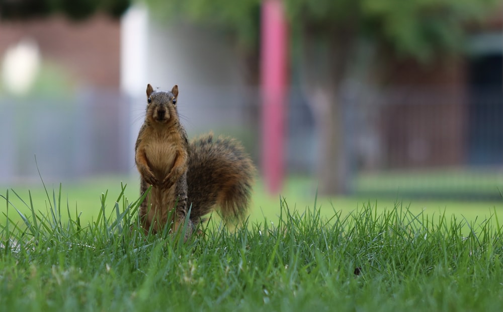 brown squirrel on green grass during daytime