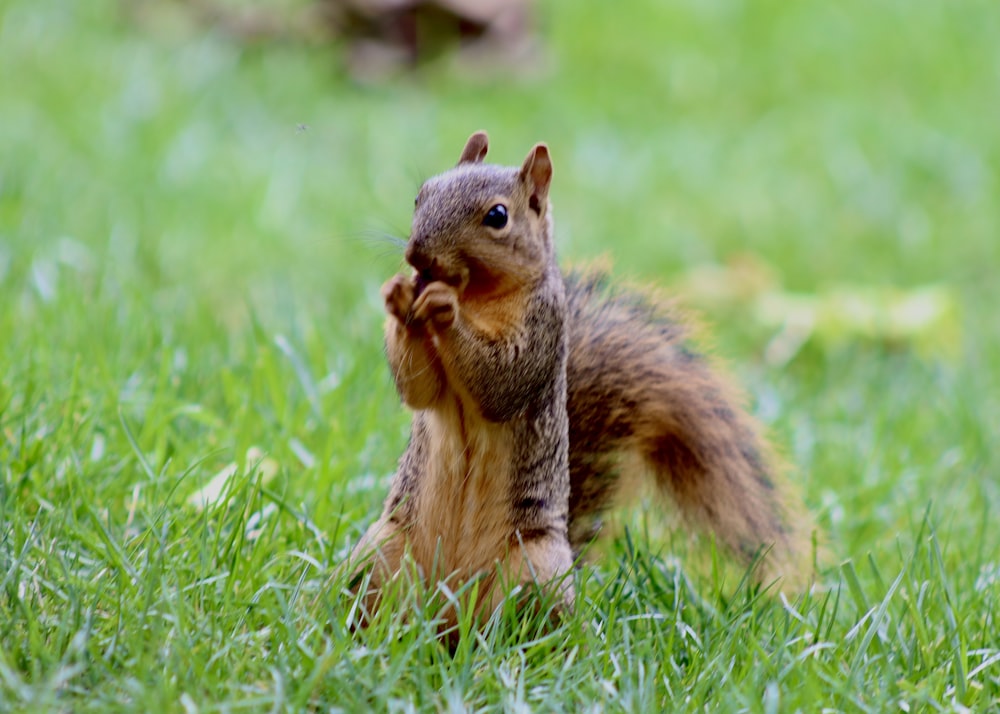 brown squirrel on green grass during daytime