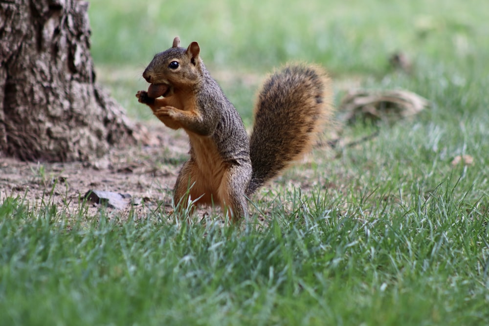 Braunes Eichhörnchen auf grünem Gras tagsüber