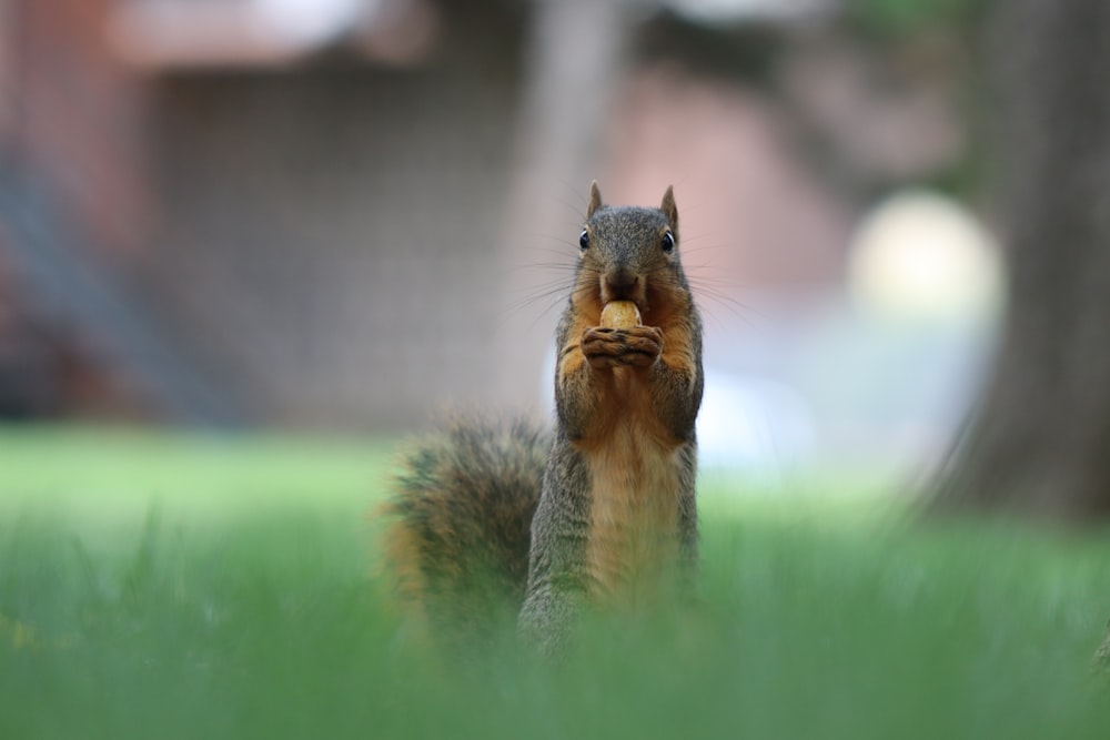 brown squirrel on green grass during daytime