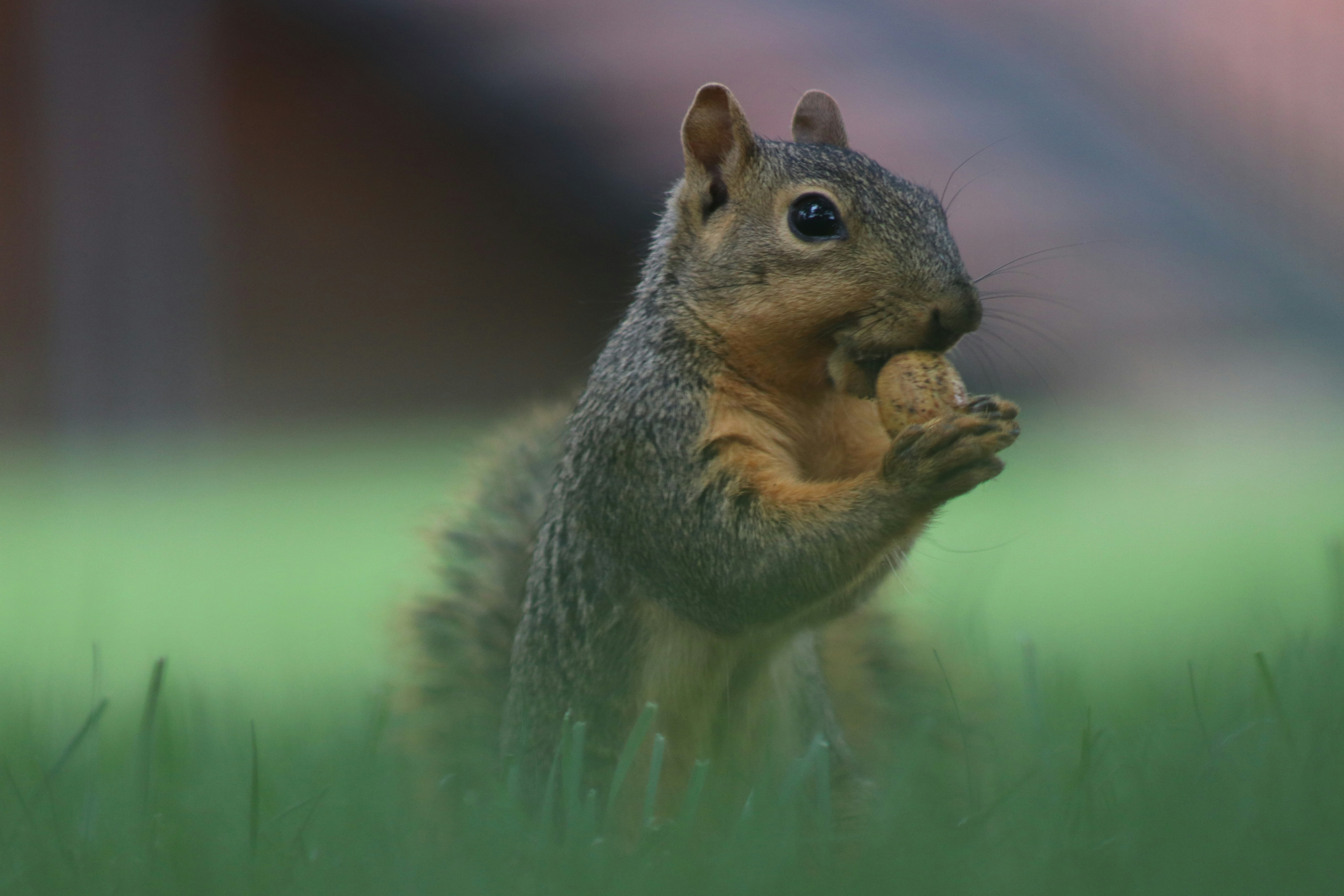 Brown and gray squirrel on green grass during daytime photo – Free Grey ...