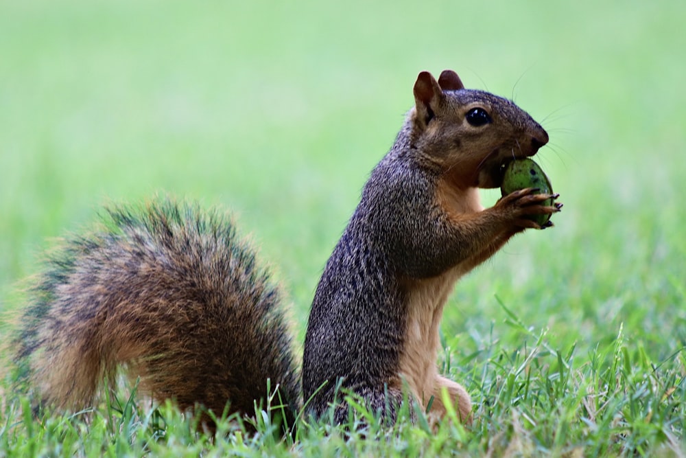 brown squirrel on green grass during daytime