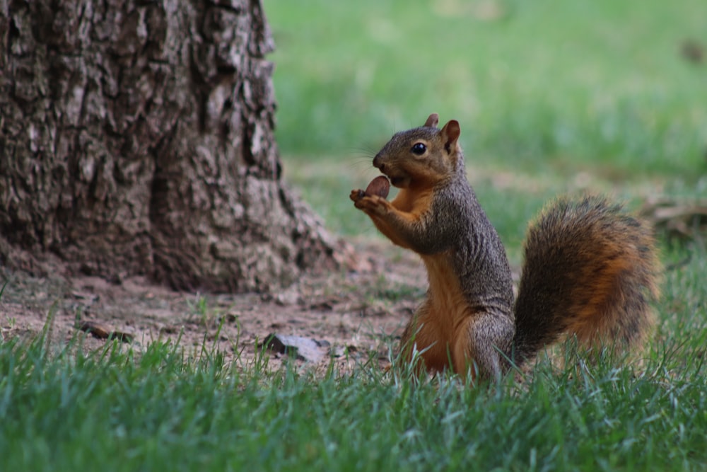 brown squirrel on green grass during daytime