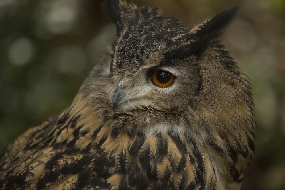 brown and black owl in close up photography