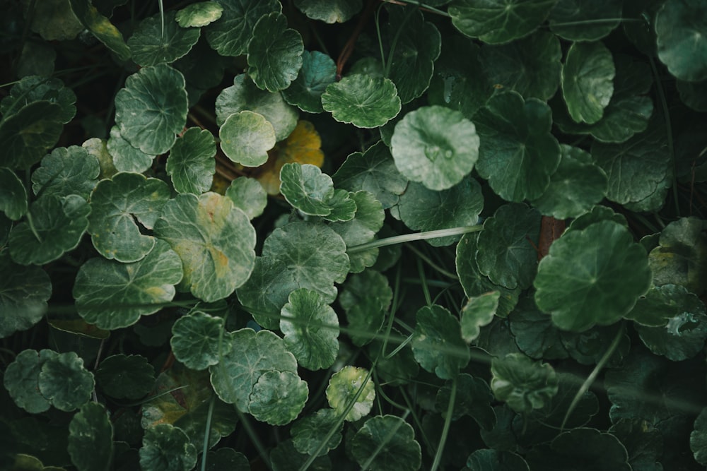 green and yellow leaves plant