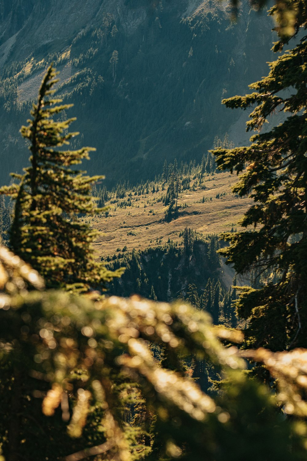 green pine trees on mountain during daytime