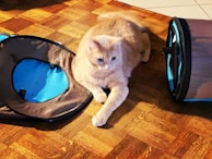 A light orange cat is lying on a wooden floor next to a collapsed play tunnel and a round play mat. The cat is relaxed, with its front paws stretched forward, surrounded by soft blue and brown fabric toys.