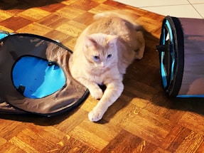 A light orange cat is lying on a wooden floor next to a collapsed play tunnel and a round play mat. The cat is relaxed, with its front paws stretched forward, surrounded by soft blue and brown fabric toys.