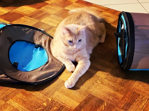 A light orange cat is lying on a wooden floor next to a collapsed play tunnel and a round play mat. The cat is relaxed, with its front paws stretched forward, surrounded by soft blue and brown fabric toys.