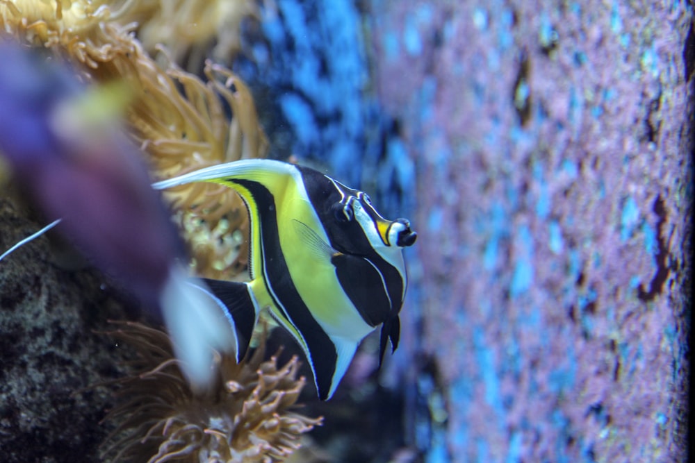 peixe listrado amarelo azul e preto
