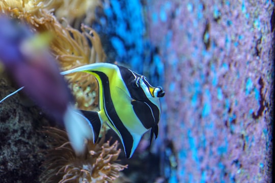 blue yellow and black striped fish in Sentosa Gateway Singapore