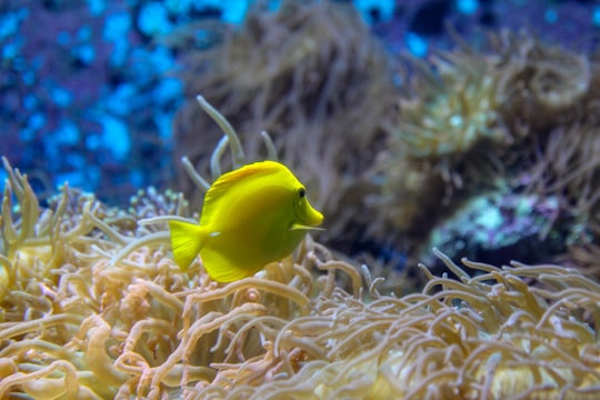 yellow fish on brown coral reef in Sentosa Gateway Singapore