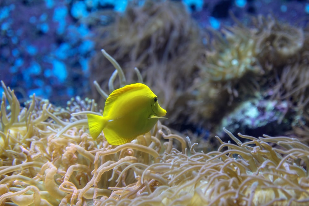 yellow fish on brown coral reef