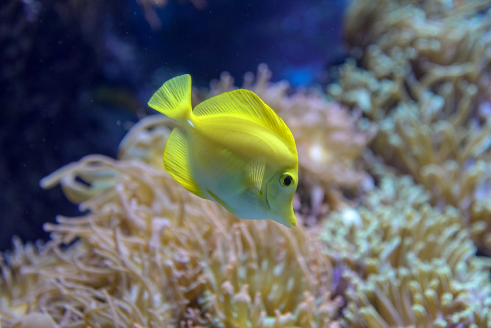 peixe amarelo na fotografia de perto