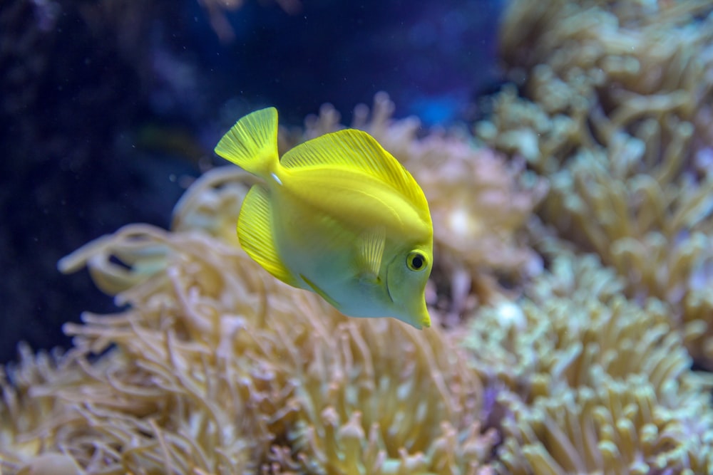 yellow fish in close up photography