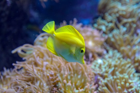 yellow fish in close up photography in Sentosa Gateway Singapore