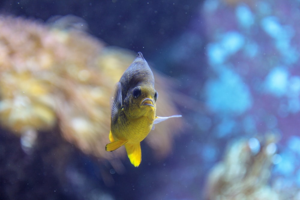 물 속의 노란색과 회색 물고기