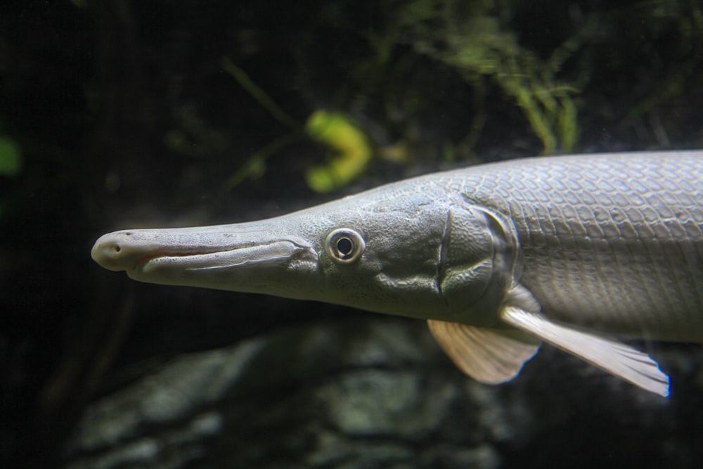 peixe cinzento na fotografia de perto