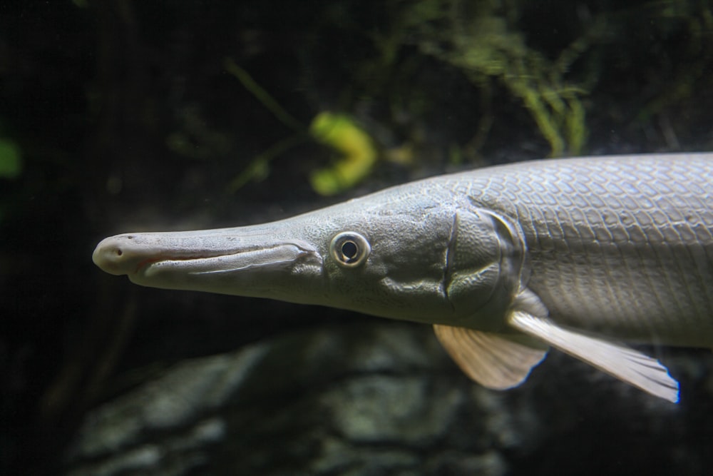 grey fish in close up photography