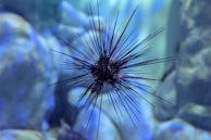 A black sea urchin with long, sharp spines is suspended in an underwater scene. The background features blurred blue and green hues, suggesting a marine environment with elements like rocks or corals.